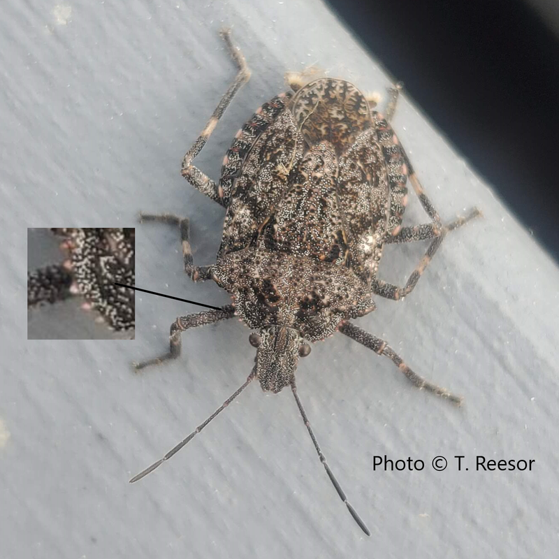 Picture of Rough Stink Bug, West Kootenay, BC