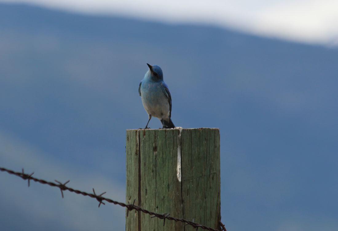 male mountain bluebird near Castlegar, BC