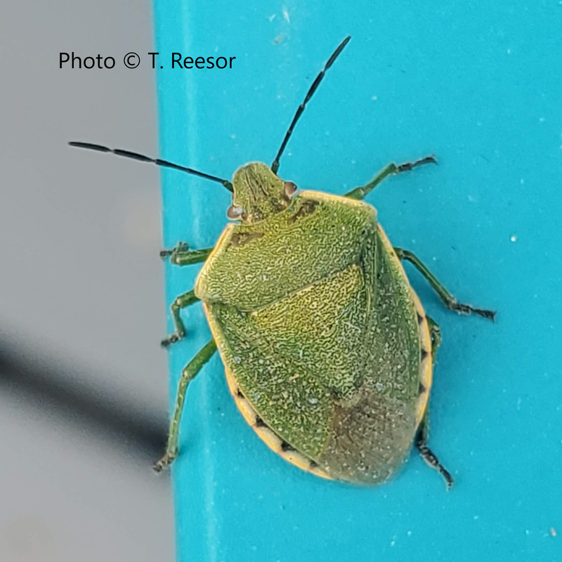 Picture of Green Stink Bug, West Kootenay, BC