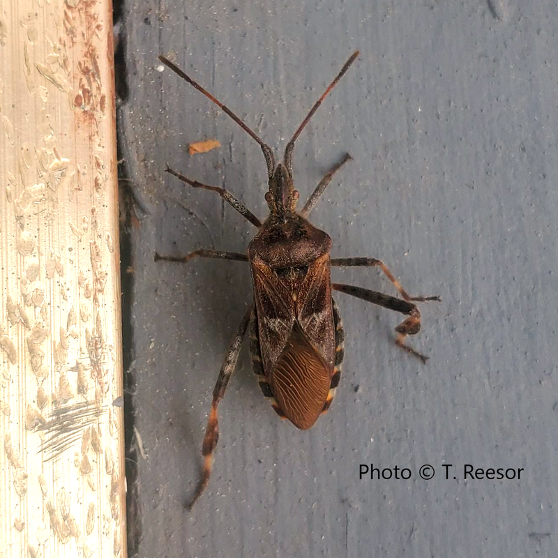 Picture of Western Conifer Seed Bug, West Kootenay, BC
